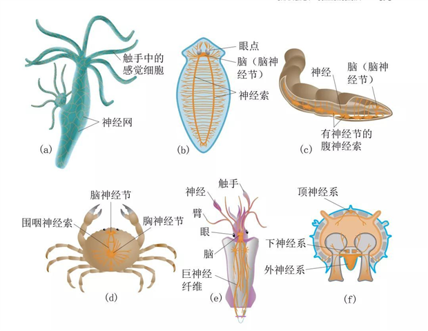 人脑的前世今生