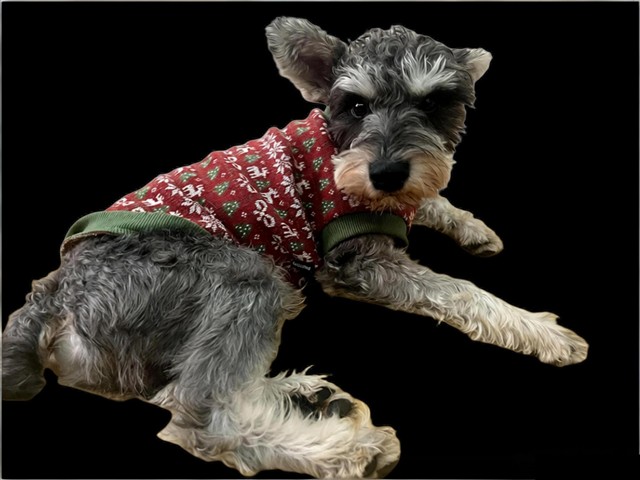 雪纳瑞AI产品共创计划：致未来创造者的一封公开信