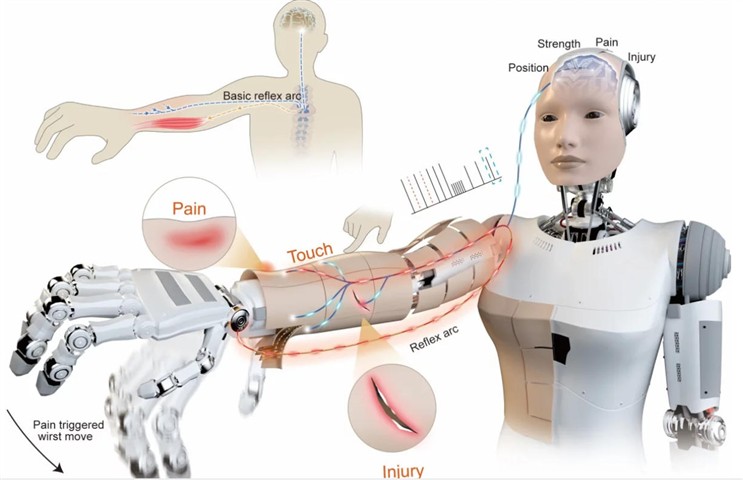 如果，机器人学会感知身体伤害会怎样？ | 科技AI研究
